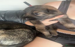 German Shepherd dogs for sale: German shepherd pups - Image 6