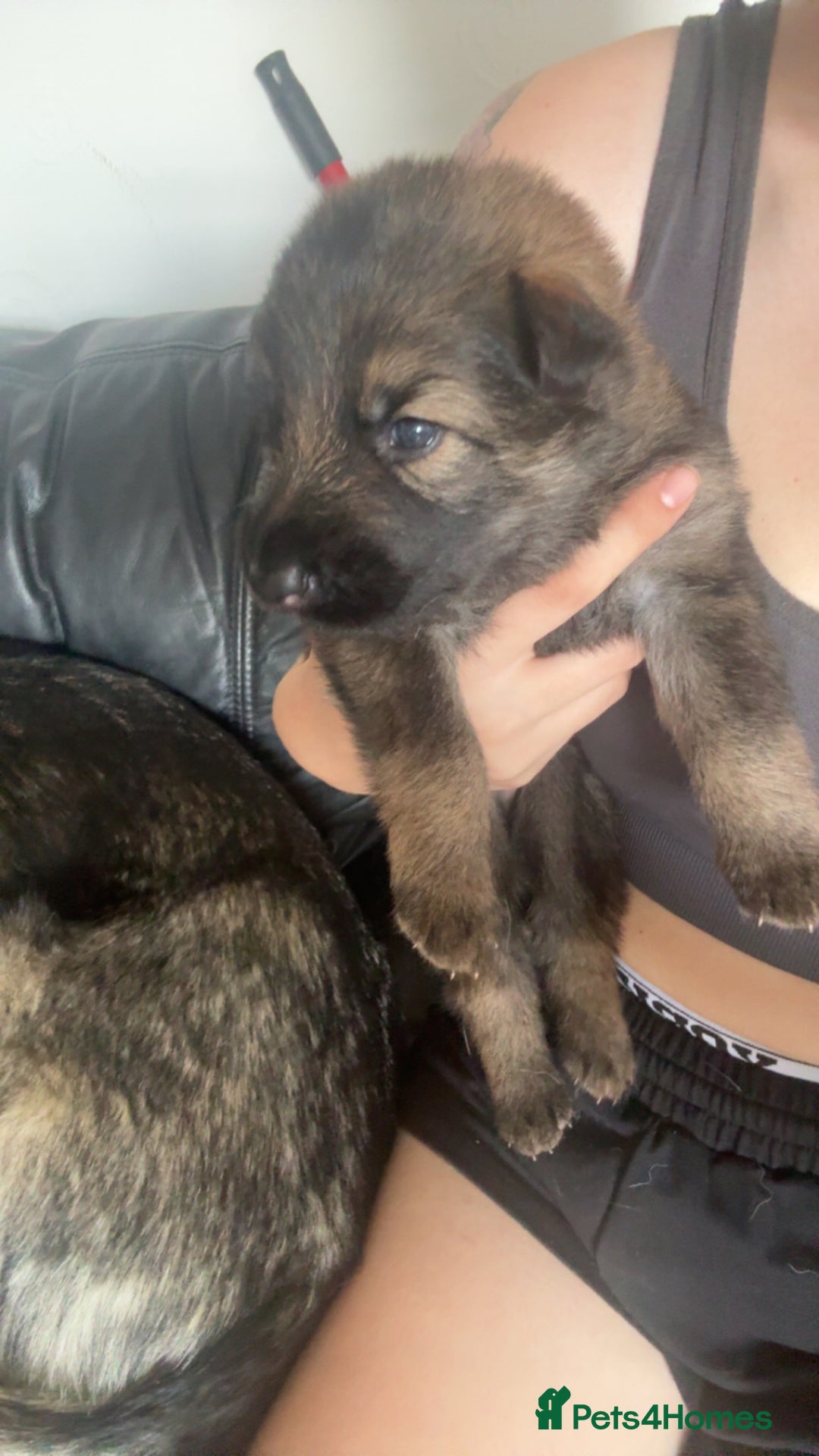 German Shepherd dogs for sale: German shepherd pups - Image 6