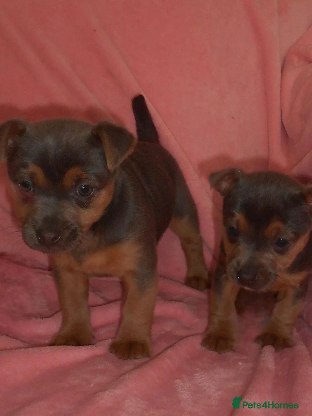 Jack Russell dogs for sale: Beautiful Jack Russell puppy’s  in Kidderminster - Advert 5