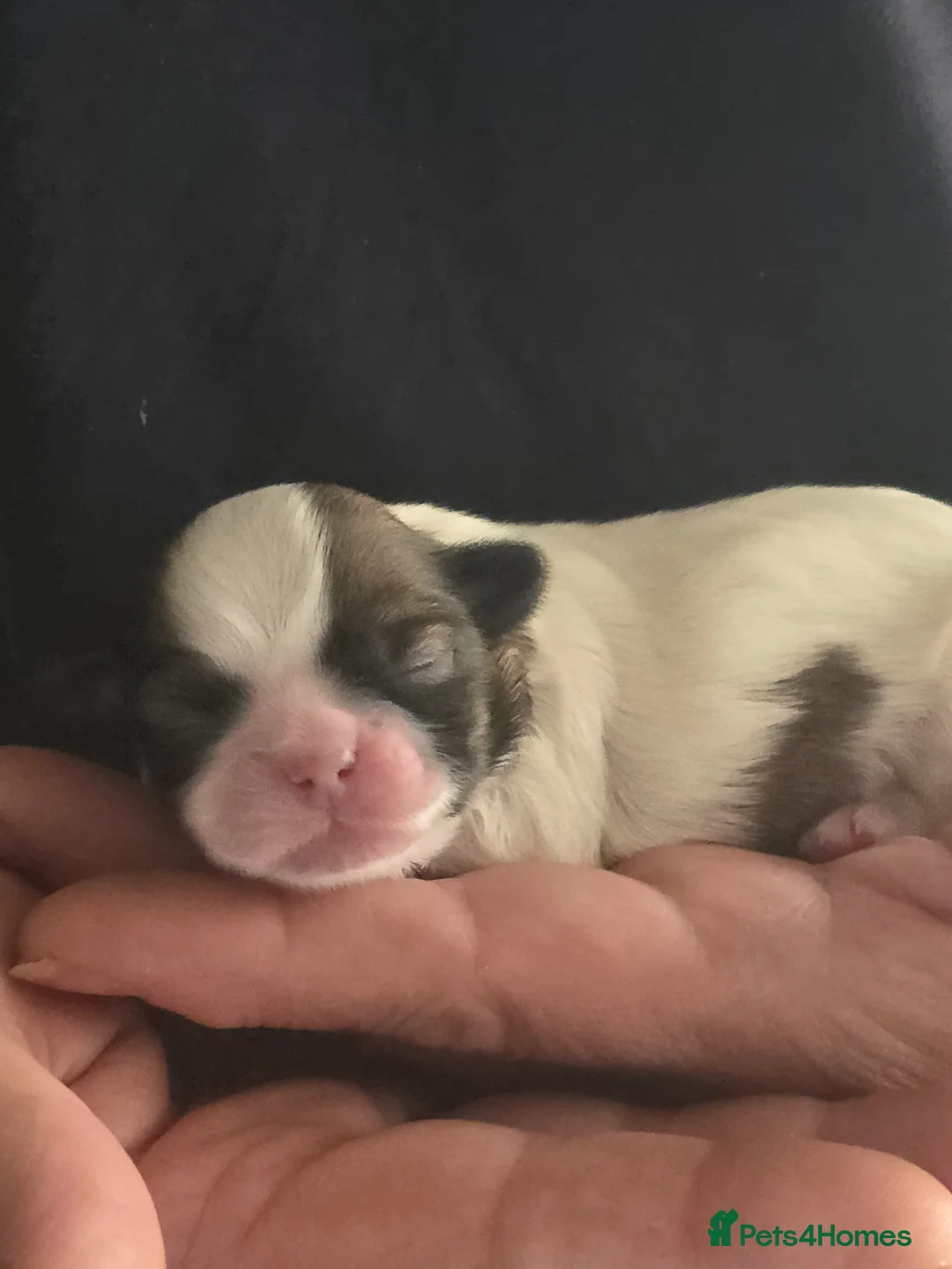 Shih Tzu dogs for sale: Gorgeous Shih Tzu's  in Liverpool - Advert 5