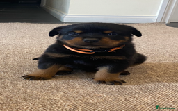 Rottweiler dogs for sale: Champion Bloodline Rottweilers - Image 20