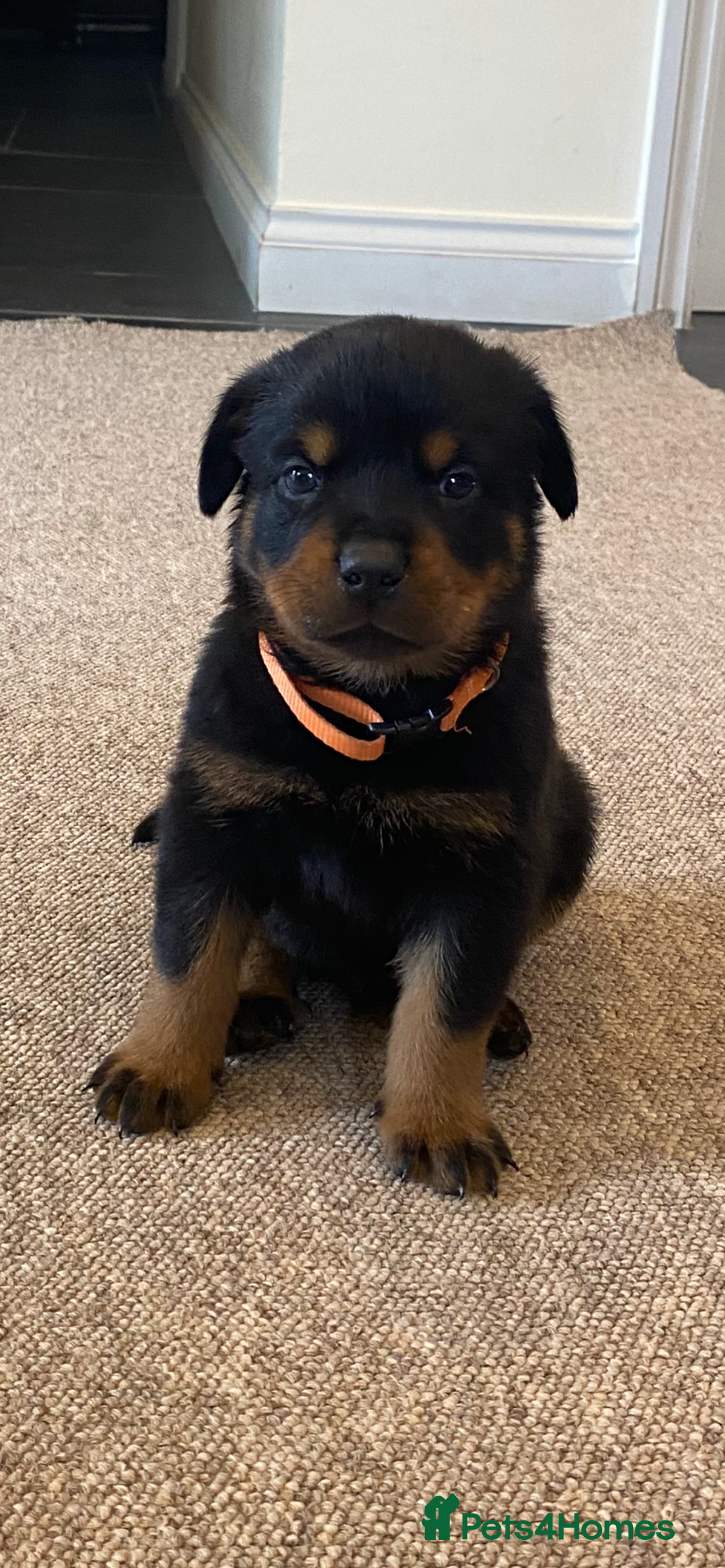 Rottweiler dogs for sale: Champion Bloodline Rottweilers - Image 20