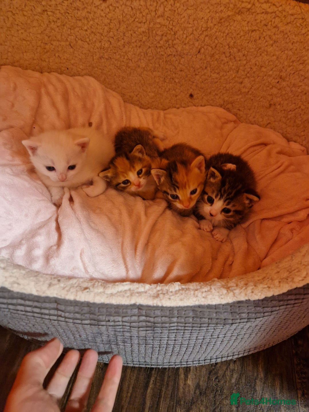 Mixed Breed cats for sale: ⭐️⭐️⭐️Siberian cross ⭐️⭐️⭐️ - Advert 11