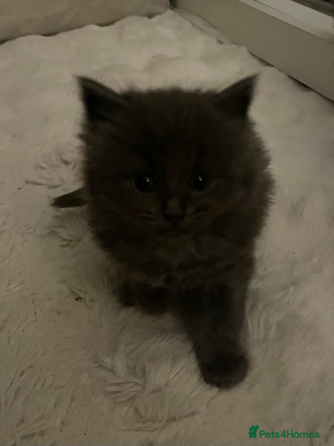 Maine Coon cats for sale: 💓Beautiful Mainecoon/Ragdoll Mix Kittens💓 - Advert 2