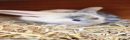 Mixed Breed rabbits for sale: 2 male rabbits plus hutches for sale - Advert 4