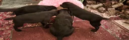 Labrador Retriever dogs for sale: Chunky well grown black Labrador puppies. KC, DNA. - Advert 16