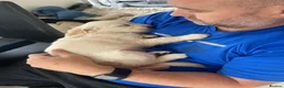 Golden Retriever dogs for sale: Mark Flanagan & Valerie Rochard  - Advert 29