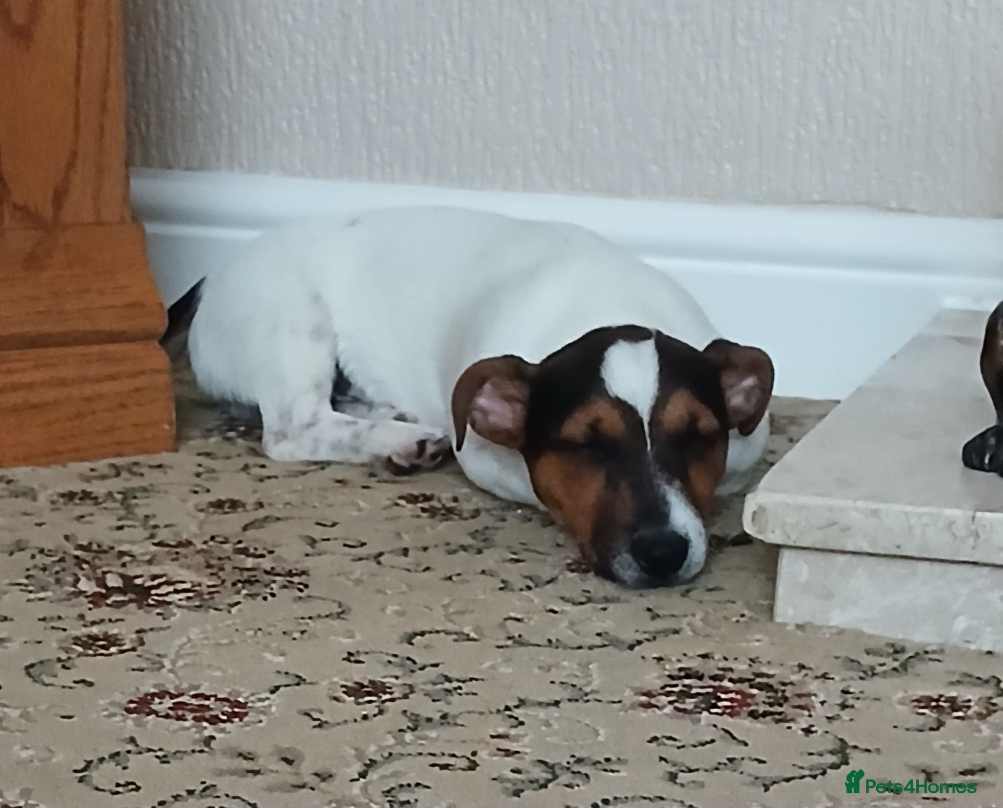 Jack Russell dogs Beautiful Jack Russell pup - Advert 16