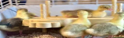 Geese poultry for sale: SEBASTOPOL GOSLINGS - READY NOW - Advert 14