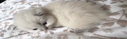 Ragdoll cats for sale: 6 ragdoll kittens  - Advert 3