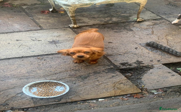 Cavalier King Charles Spaniel dogs - Advert 1