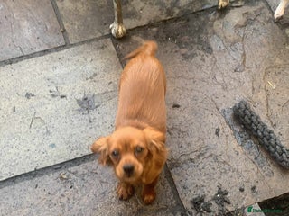 Cavalier King Charles Spaniel dogs King Charles cavalier red bitch - Advert 15