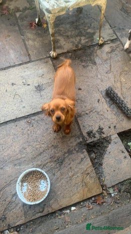 Cavalier King Charles Spaniel dogs - Advert 1