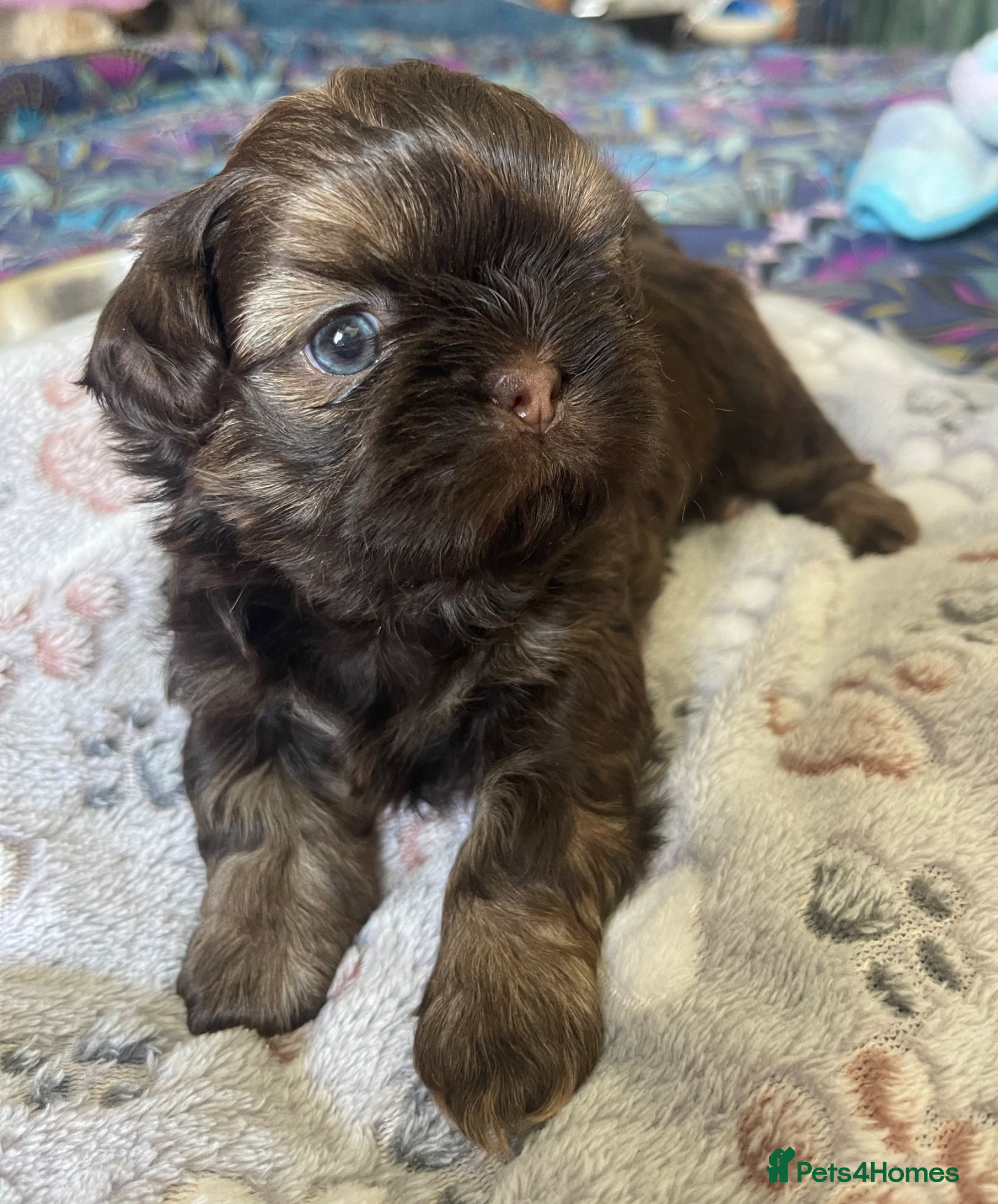 Shih Tzu dogs Shih Tzu Puppies - Advert 7