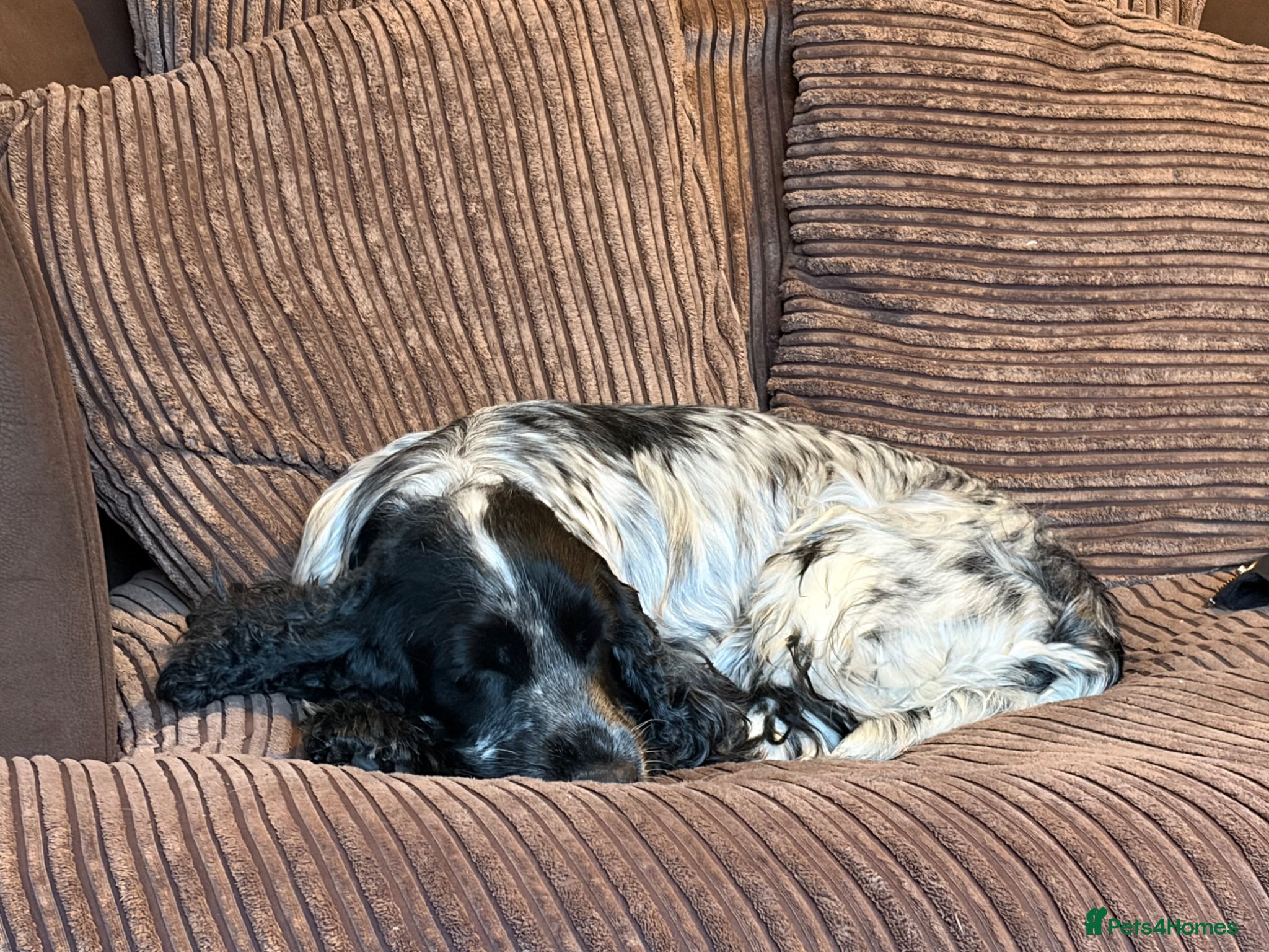 Cocker Spaniel dogs 2 left available Serbia import lines SHOW cockers  - Advert 15