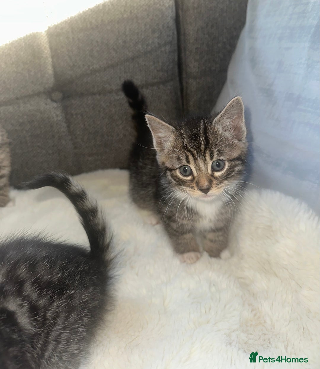 Bengal cats for sale: Bengal X tabby kittens - Advert 5