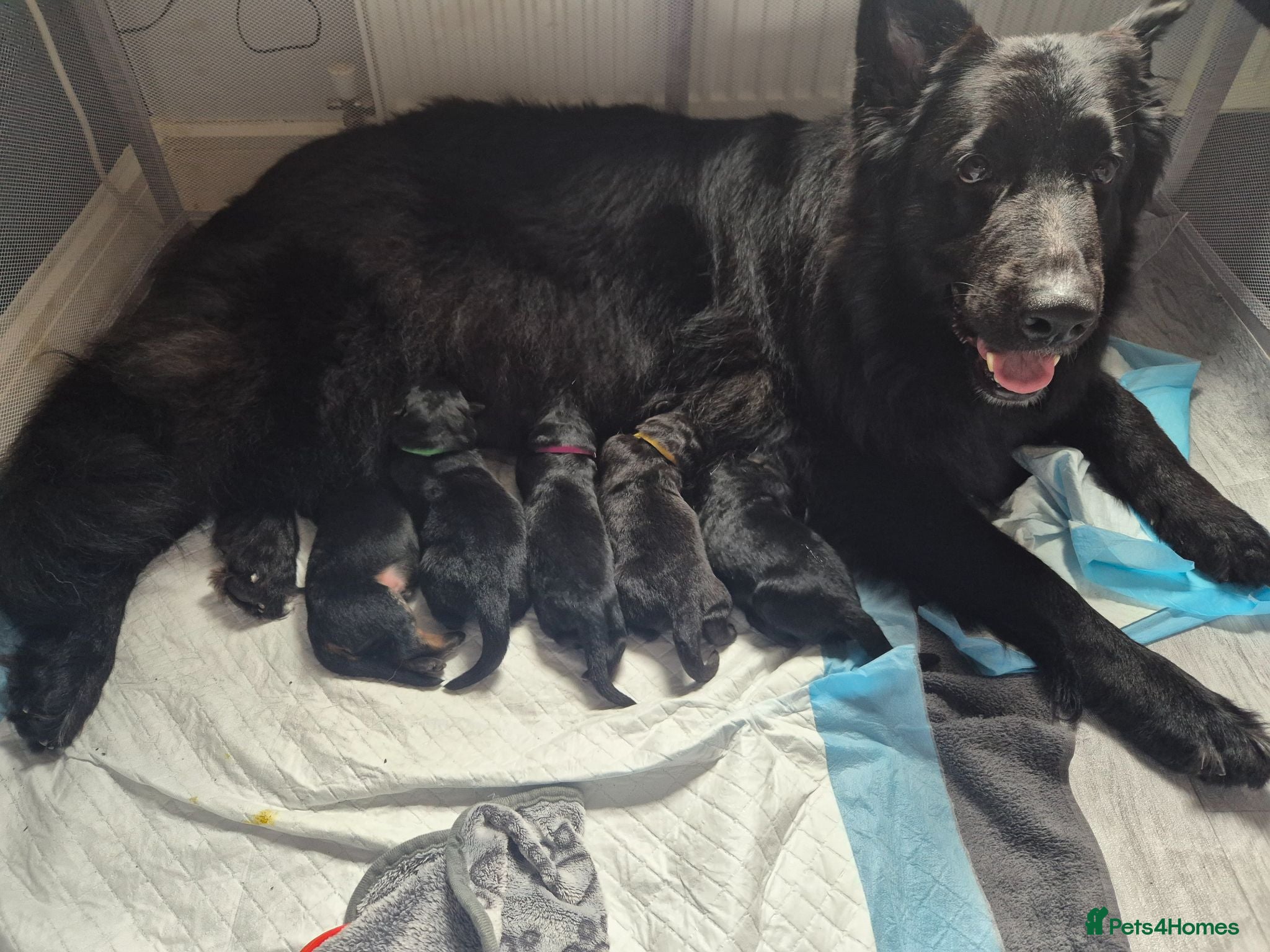 German Shepherd dogs German Shepherd Puppies Seeking New Humans - Advert 1