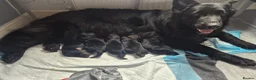 German Shepherd dogs for sale: German Shepherd Puppies Seeking New Humans - Advert 1