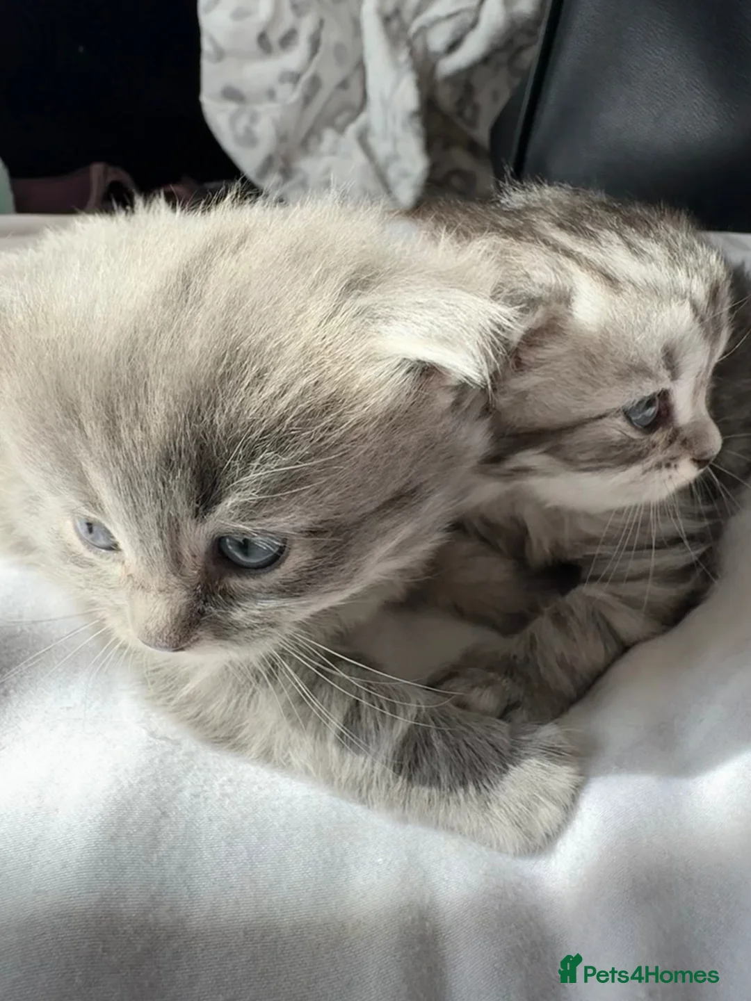 Siberian cats for sale: Adorable Siberian X Kittens - 1 Boy & 1 Girl - Advert 2