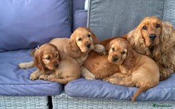 Cocker Spaniel dogs for sale: Golden Cocker spaniel puppies - Image 3