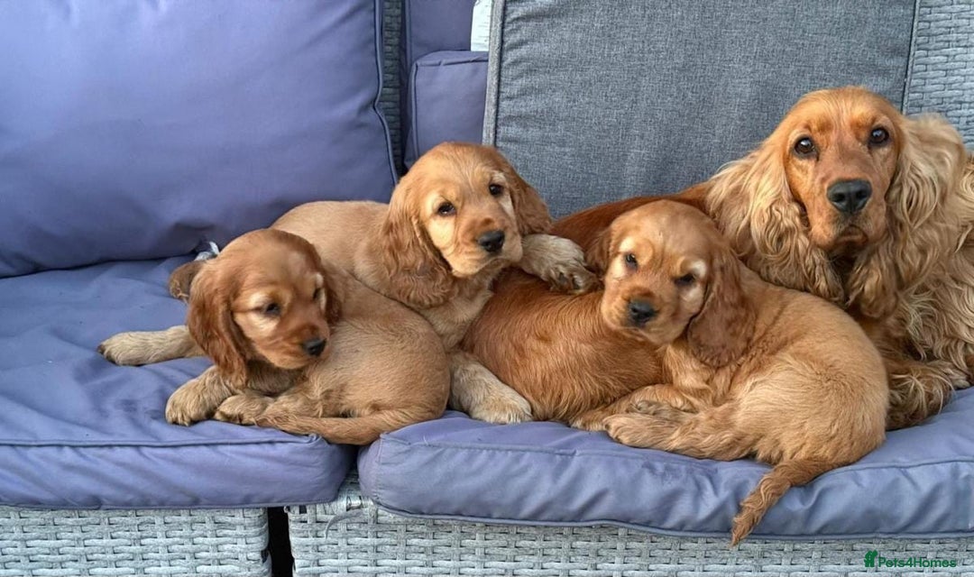 Cocker Spaniel dogs for sale: Golden Cocker spaniel puppies - Image 3