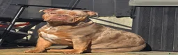 Olde English Bulldogge dogs for sale: Olde english bulldog female in Romford - Advert 3