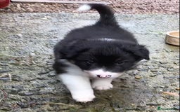 Border Collie dogs for sale: Litter 2 Blue Merles 1 Black and White collie pups - Image 2