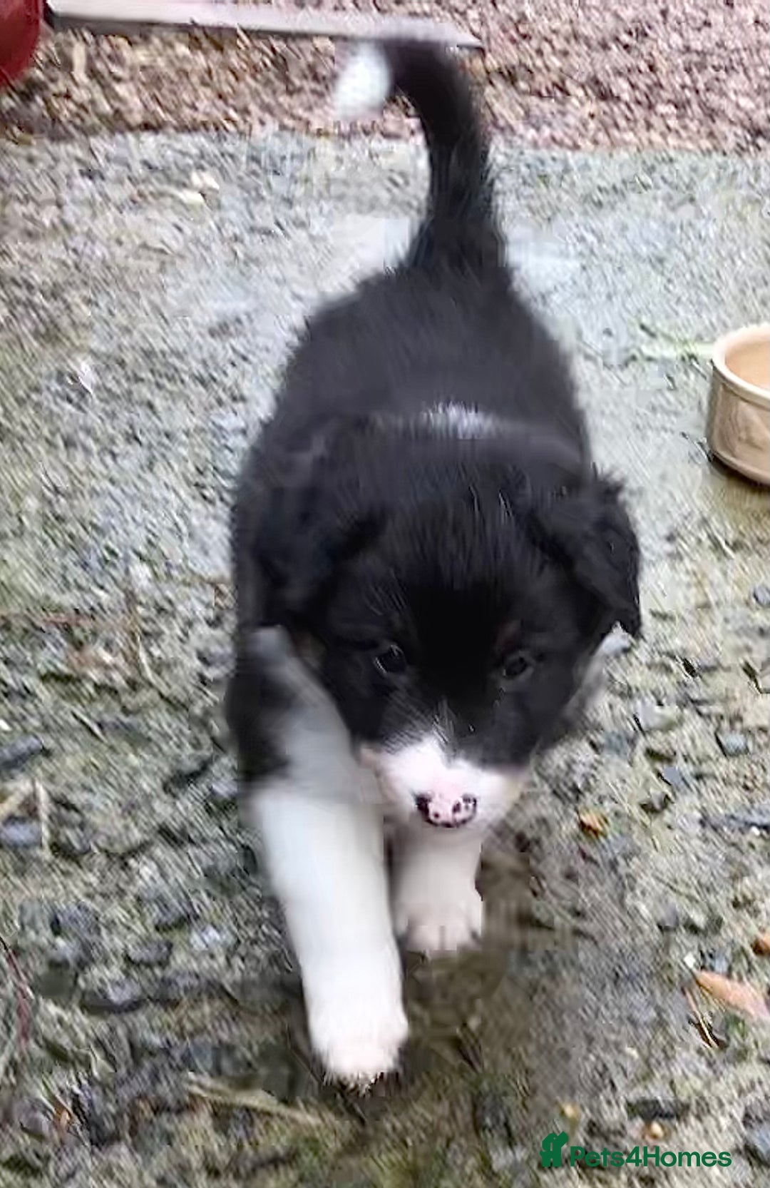 Border Collie dogs for sale: Litter 2 Blue Merles 1 Black and White collie pups - Image 2