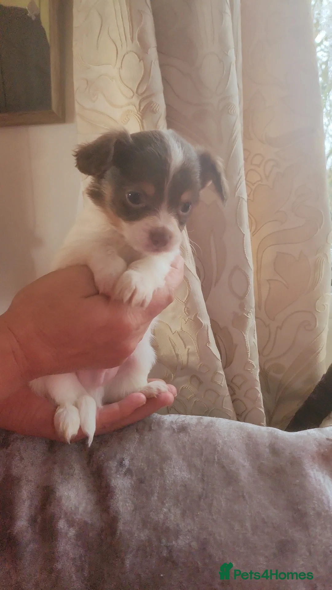 Mixed Breed dogs for sale: Looking for new laps  - Advert 10