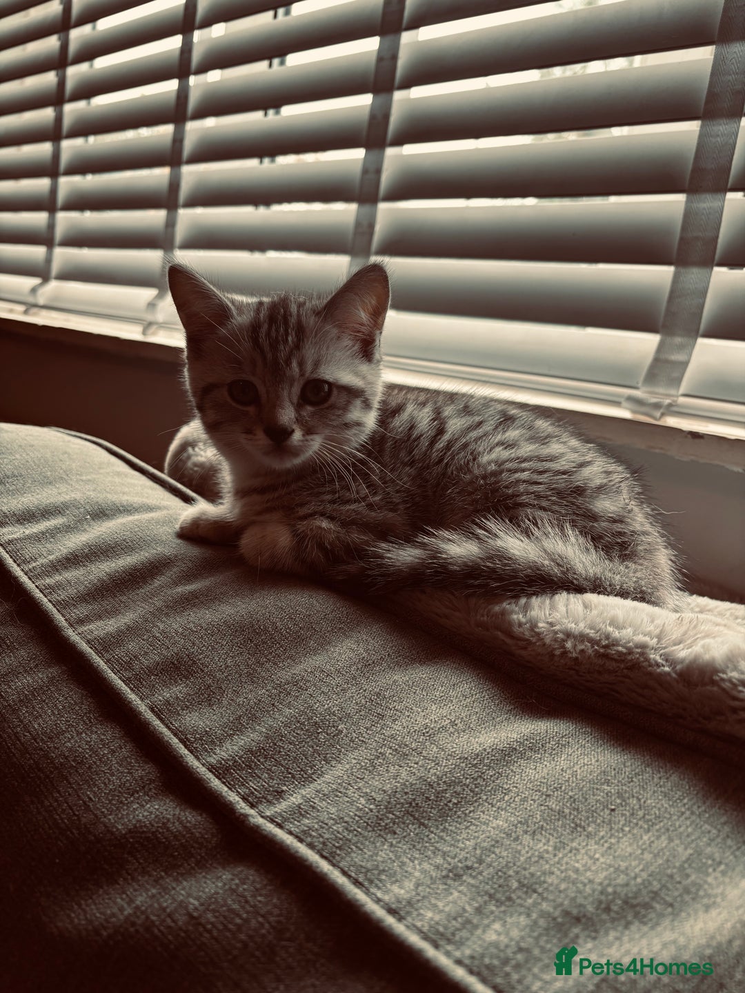 British Shorthair cats for sale: Silver tipped British Shorthair kittens  - Image 9