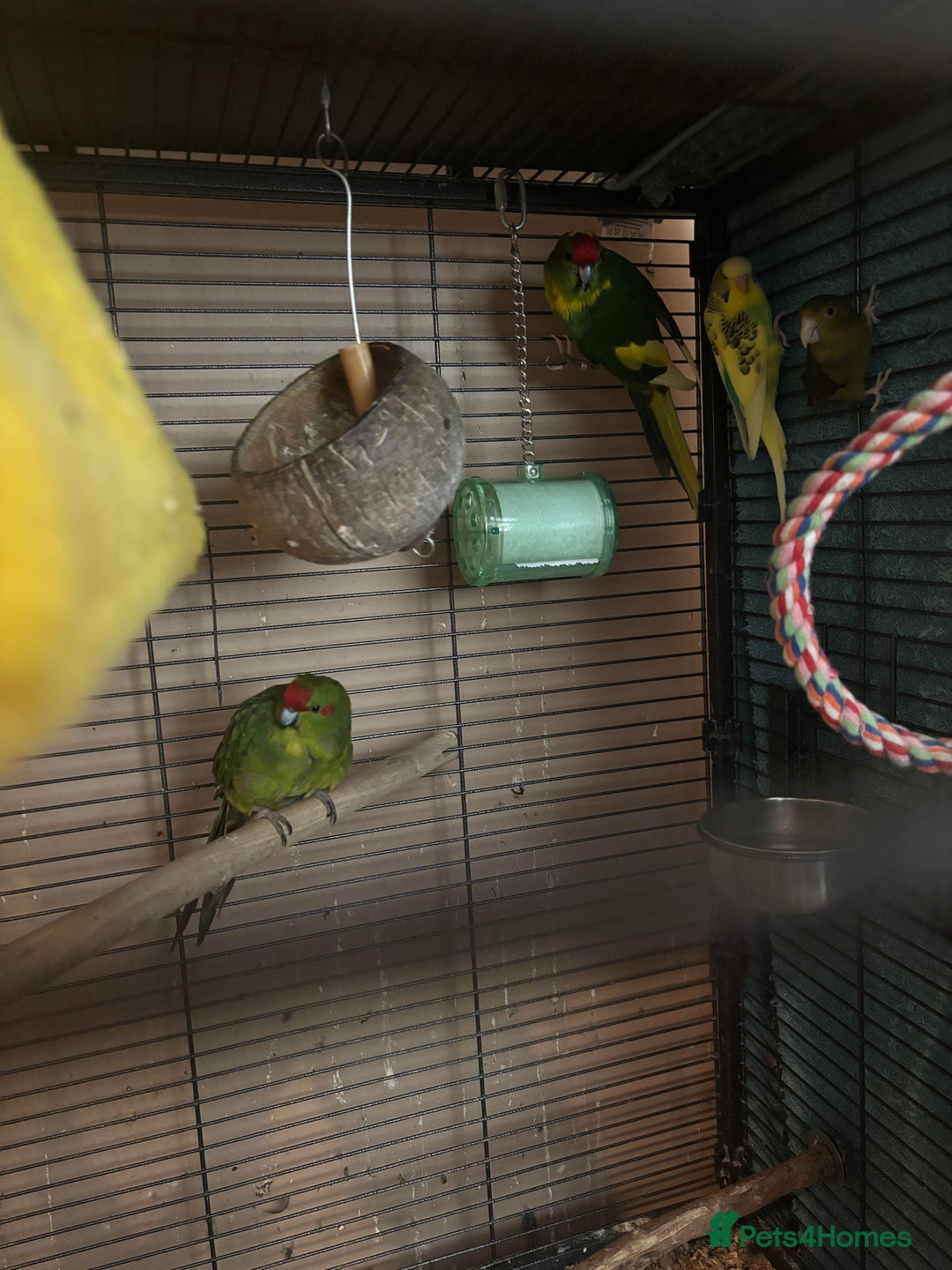 Cockatiels birds for sale: Eight birds for sale and 3 large cages £810 - Image 12