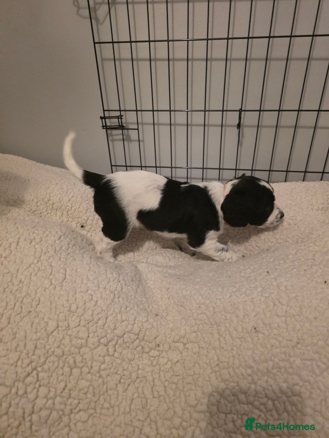 Cocker Spaniel dogs for sale: 6 cocker spaniel puppies  - Advert 28