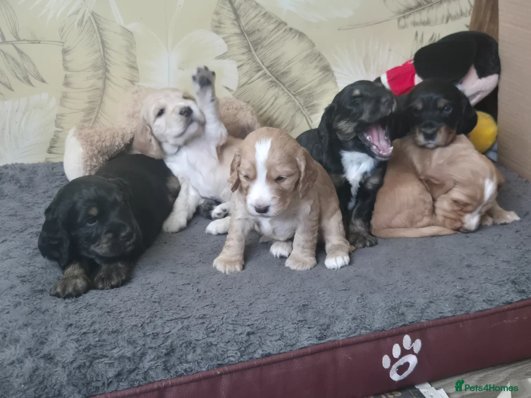 Cocker Spaniel dogs for sale: Cocker spaniel in Brighton - Advert 1