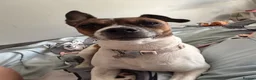 Jack Russell dogs for sale: 3 x Jack Russel puppies  in Rochester - Advert 5