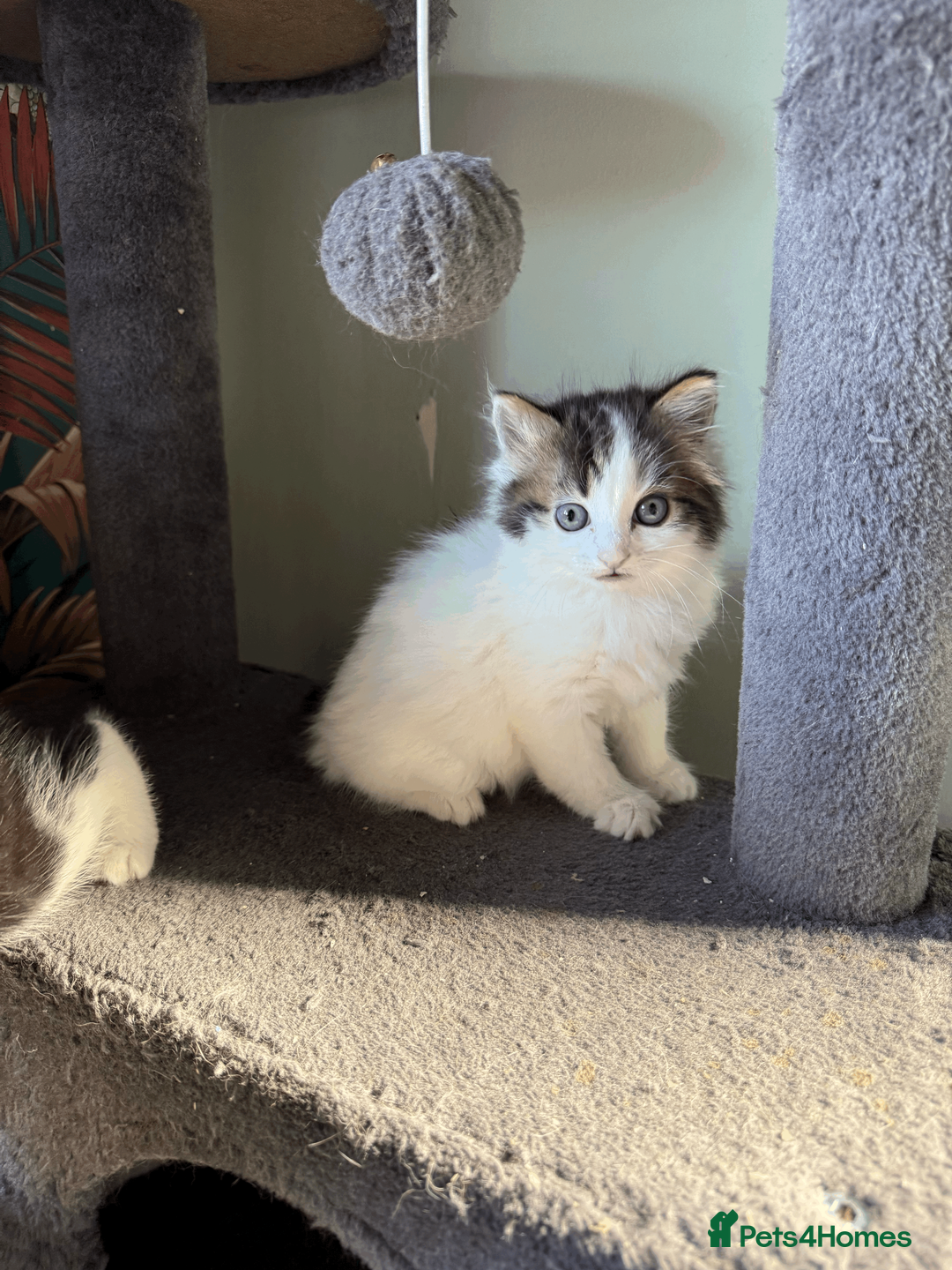 British Shorthair cats for sale: Kittens for sale - Advert 5