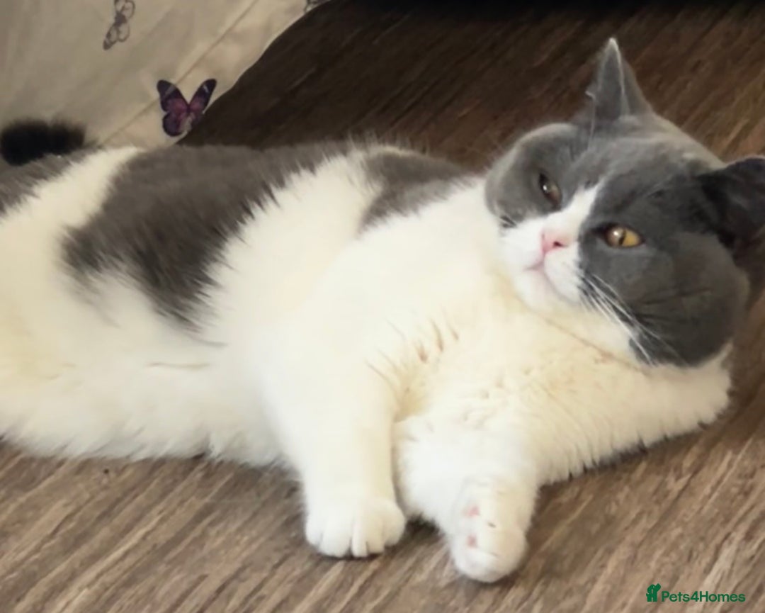 British Shorthair cats for sale: Stunning kittens 🎀🩵💞 - Advert 4