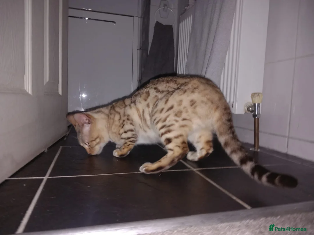 Bengal cats for sale: Snow bengal girl - Advert 1