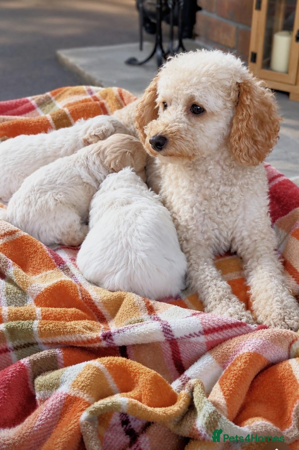 Maltipoo dogs 🩷 MALTIPOO PUPPIES 💙 - Advert 13