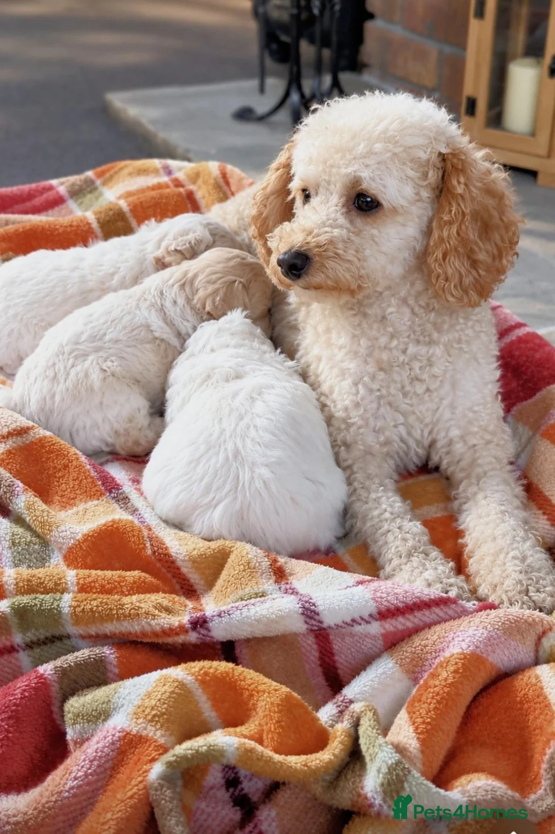 Maltipoo dogs for sale: 🩷 MALTIPOO PUPPIES 💙 - Advert 1