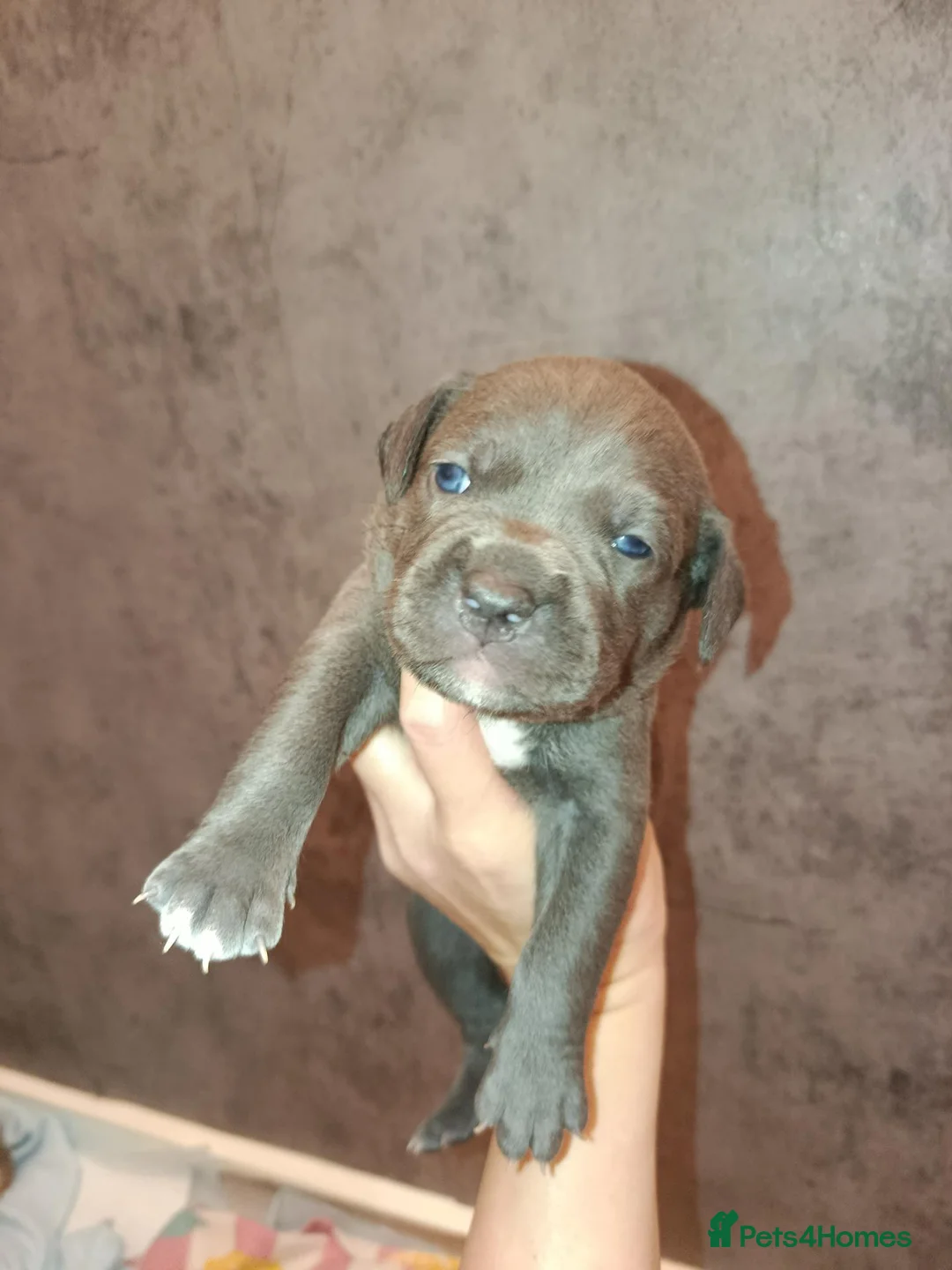 Mixed Breed dogs for sale: Beautiful Bandogge Puppies  in Romford - Advert 9