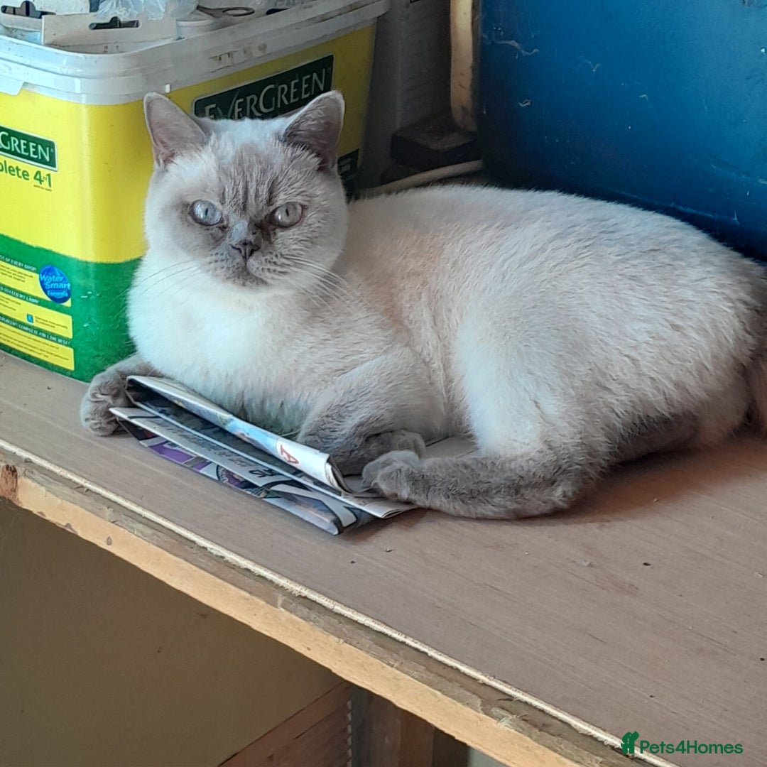 British Shorthair cats for sale: BSH Lilac Colourpoint Kitten - 1 left in Clacton-on-Sea - Image 15