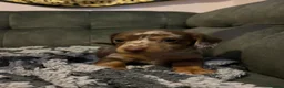 Miniature Dachshund dogs for sale: 4 beautiful miniature dachshunds  - Advert 9