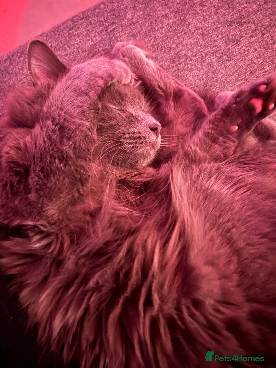 Nebelung cats for sale: Rare Nebelung male cat in London - Advert 5