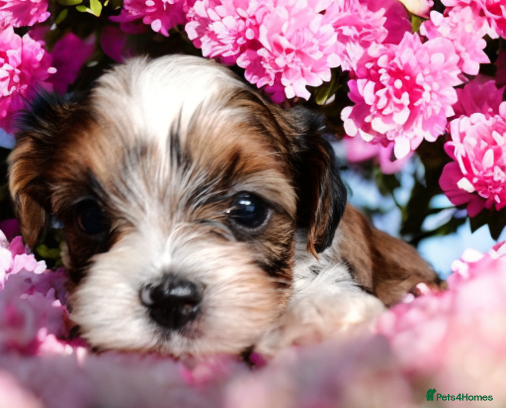 Yorkshire Terrier dogs Yorkshire terrier Biewer pure breed🐶🐶   - Advert 1