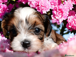 Yorkshire Terrier dogs Yorkshire terrier Biewer pure breed🐶🐶 - Advert 3