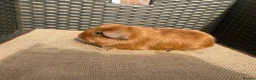 Guinea Pig rodents for sale: Baby Guinea pigs available ready now - Advert 6