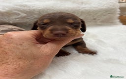 Miniature Dachshund dogs for sale: Smooth Miniature Dachshund Puppies  - Image 9
