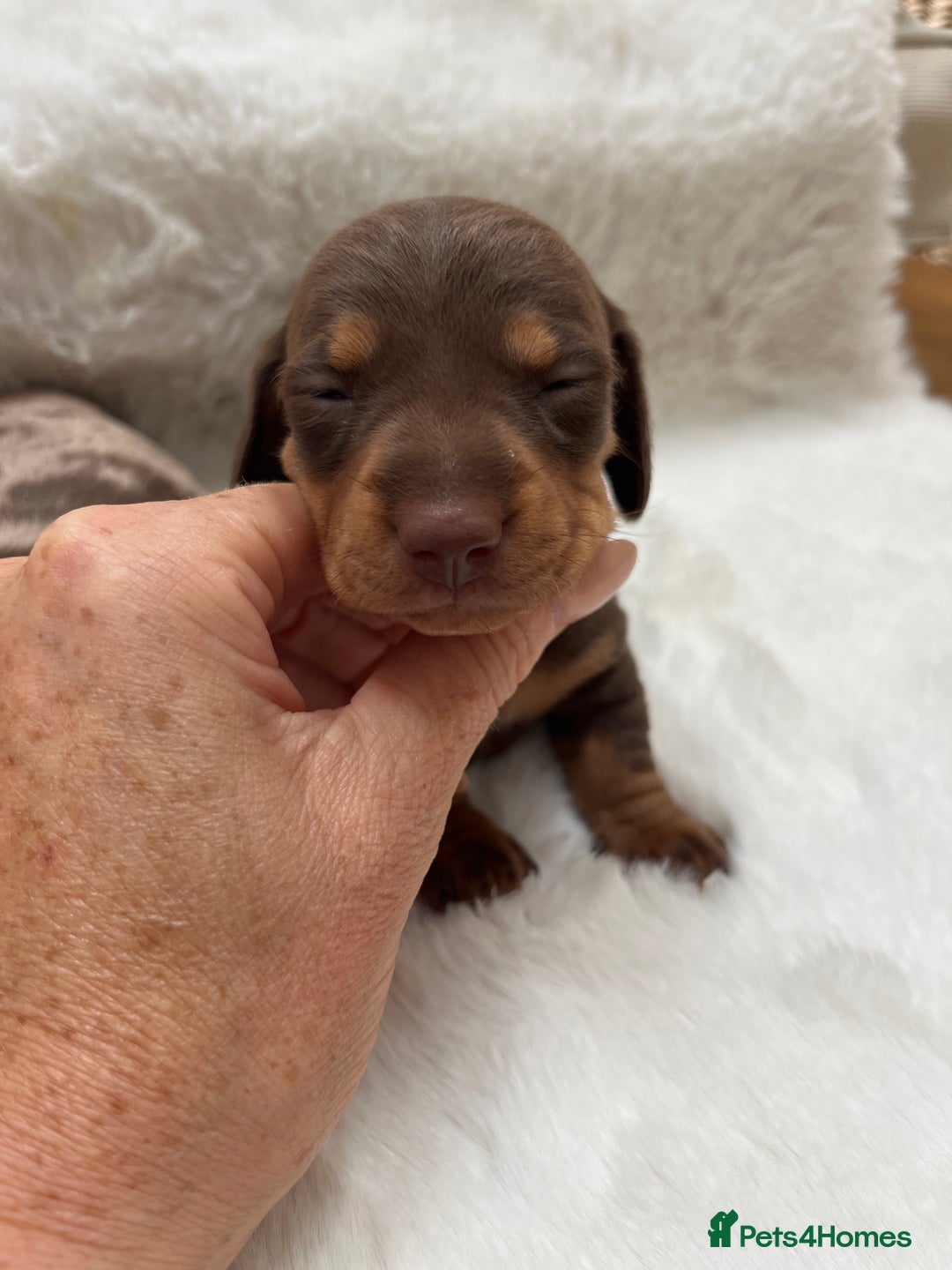 Miniature Dachshund dogs for sale: Smooth Miniature Dachshund Puppies  - Image 9