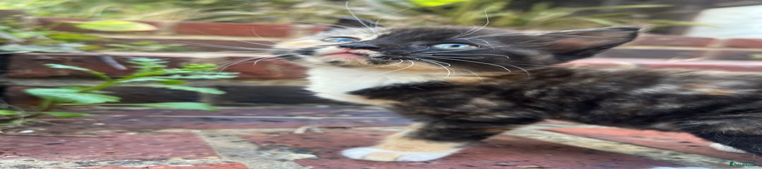 Mixed Breed Kitten 3