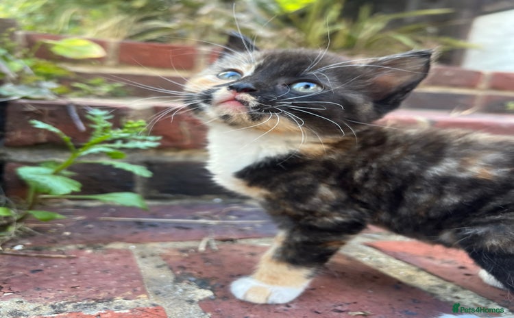 Mixed Breed cats - Advert 16